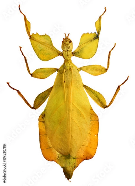 Obraz yellow leaf insect, walking leaf (Phyllium pulchrifolium)