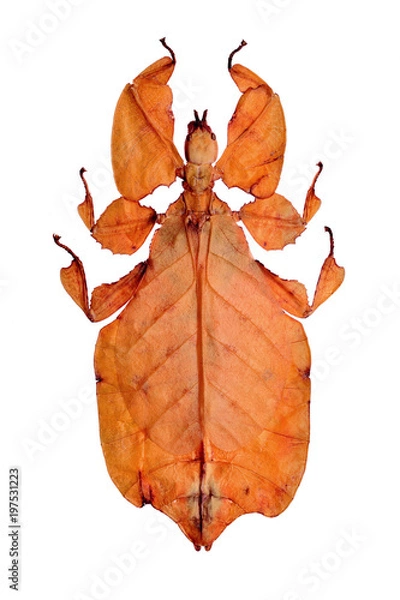 Obraz red leaf insect, walking leaf (Phyllium bioculatum)