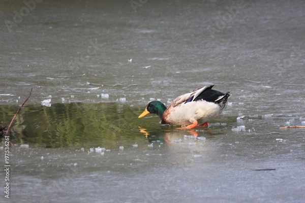 Obraz Schnell noch ein Eisbad