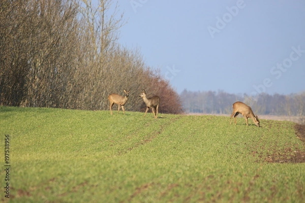 Obraz Immer wachsam sein
