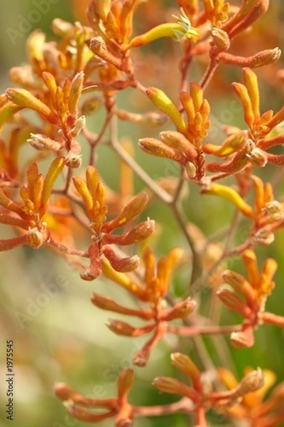 Obraz kangaroo paws
