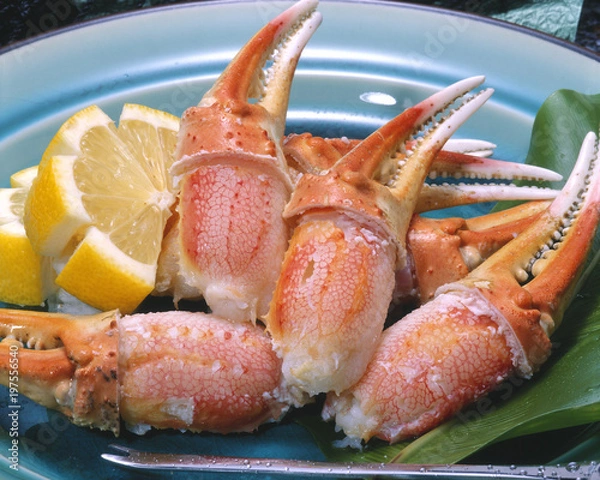 Obraz ずわいがに