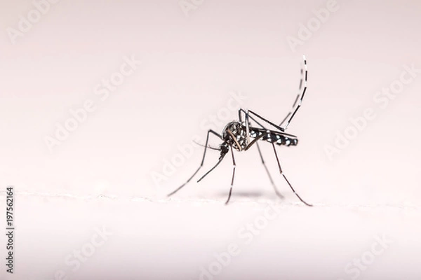 Obraz Tiger Mosquito
