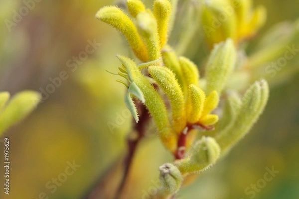 Fototapeta yellow kangaroo paws