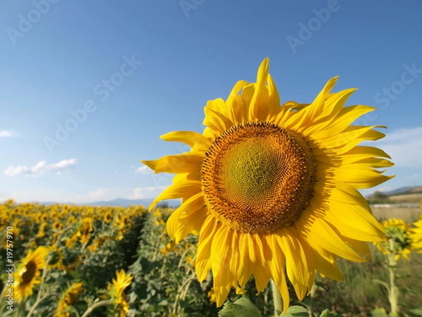Fototapeta Sunflower