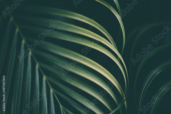 Obraz Palm leaf background.