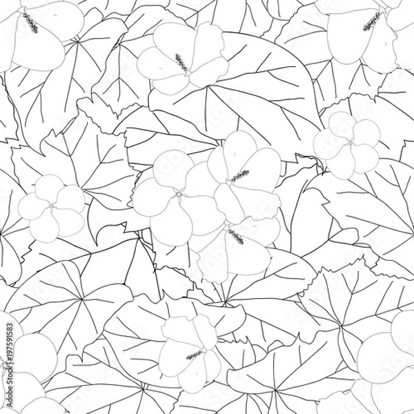 Fototapeta Hibiscus syriacus Outline - Rose of Sharon Background