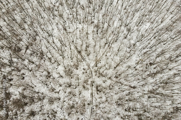 Fototapeta aerial view of forest in winter scene with snow from the drone