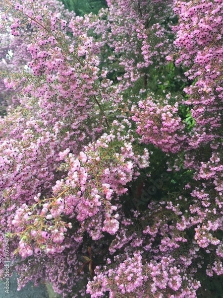 Fototapeta spring leaves