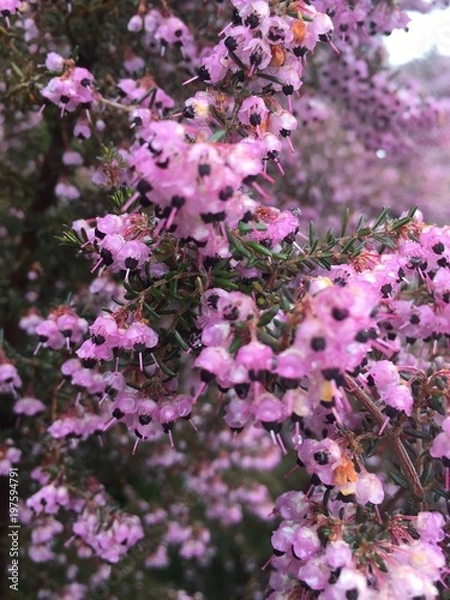 Fototapeta spring leaves