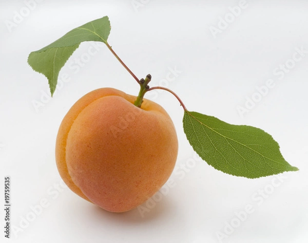 Obraz apricot