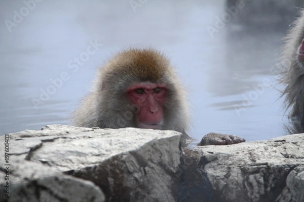 Obraz スノーモンキー