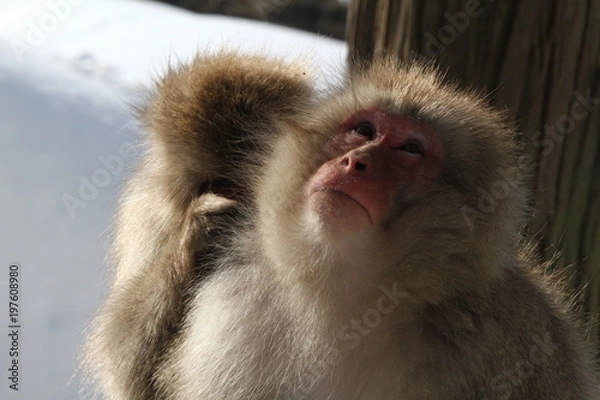 Obraz スノーモンキー