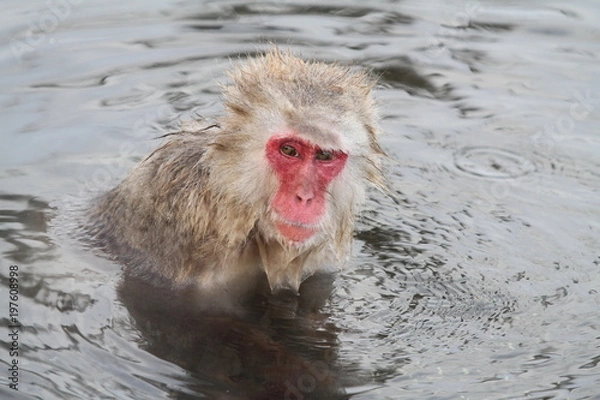 Obraz スノーモンキー