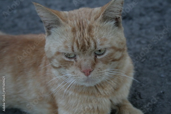 Fototapeta Пейзажи Липецкой области