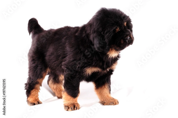 Obraz Тибетский мастиф, щенок, удивлен