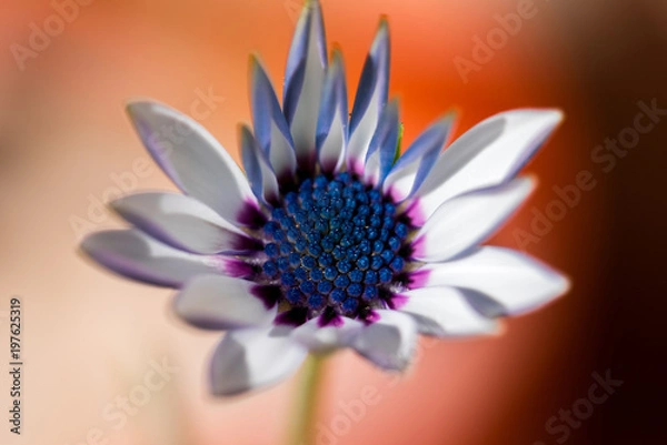 Obraz Bellis perennis is a common European species of daisy, of the Asteraceae family, often considered the archetypal species of that name