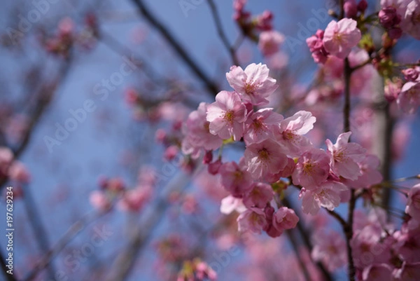 Fototapeta ヨウコウ