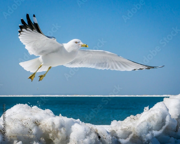 Obraz Ring-billed Gull