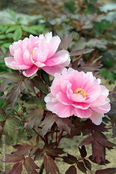 Obraz 牡丹の花