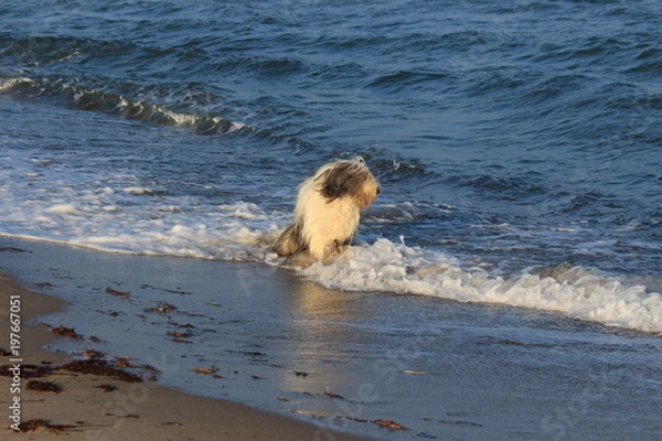 Obraz Ein Bobtail in der Ostsee