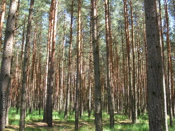 Obraz Las wysokich drzew sosnowych