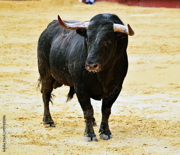 Obraz toro en españa