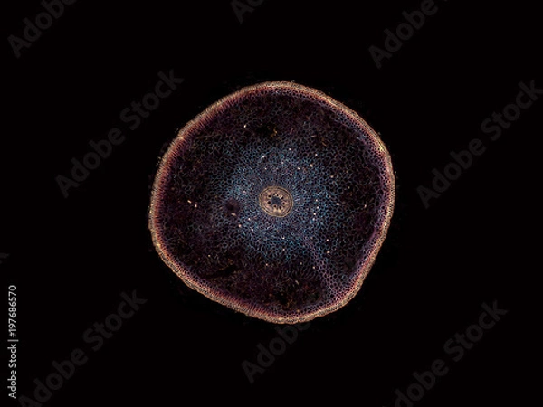 Fototapeta Root of Ranunculus - microscopic cross section cut of a plant stem - dark field