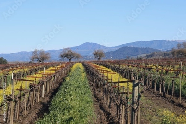 Obraz Riverfront Regional Park - Located along the Russian River, Riverfront Regional Park is just minutes from downtown Windsor and Healdsburg and surrounded by classic Wine Country scenery. Spring. 