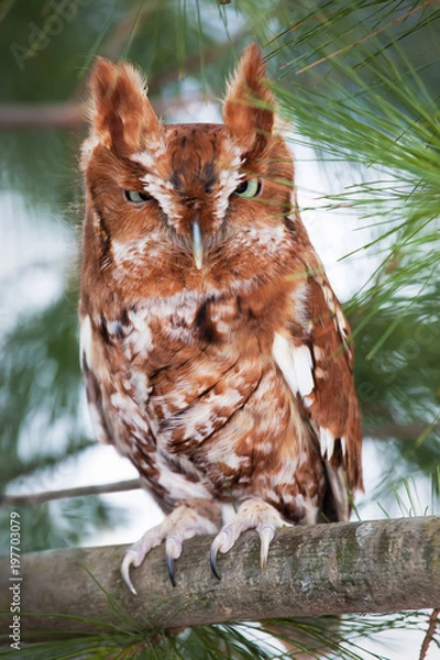 Obraz Eastern screech owl (red morph) perched on a branch