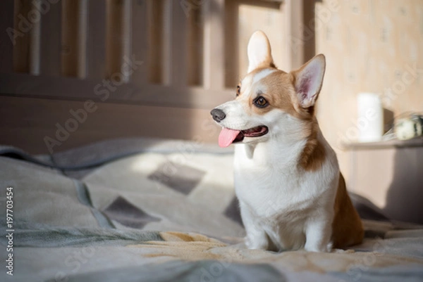 Fototapeta Corgi puppy on the bed.