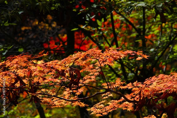 Obraz 秋の西沢渓谷