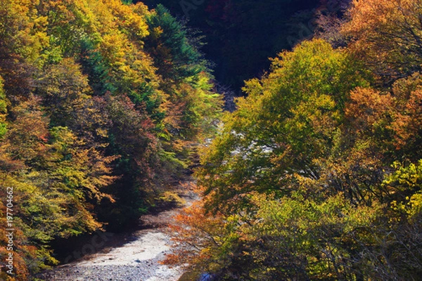 Fototapeta 秋の西沢渓谷