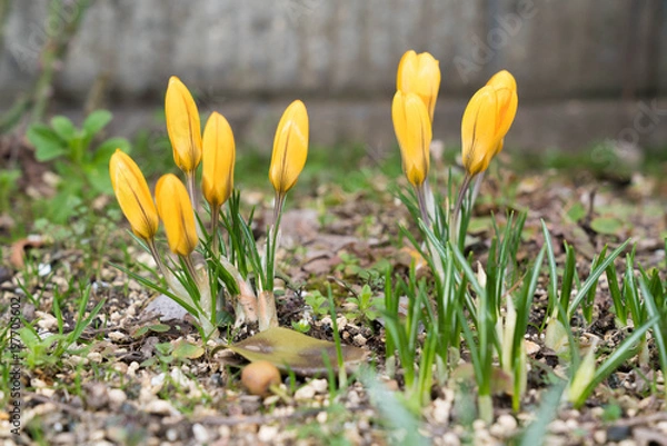 Obraz 黄色い花未開