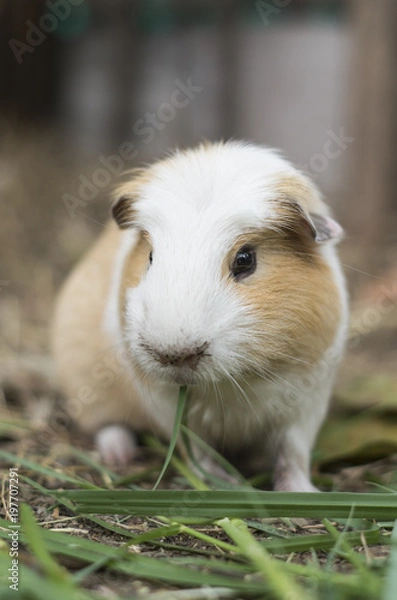 Obraz Guinea pig eat grass