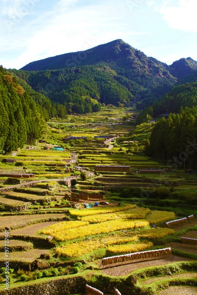 Fototapeta 四谷千枚田
