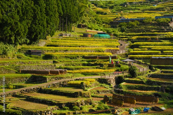Obraz 四谷千枚田
