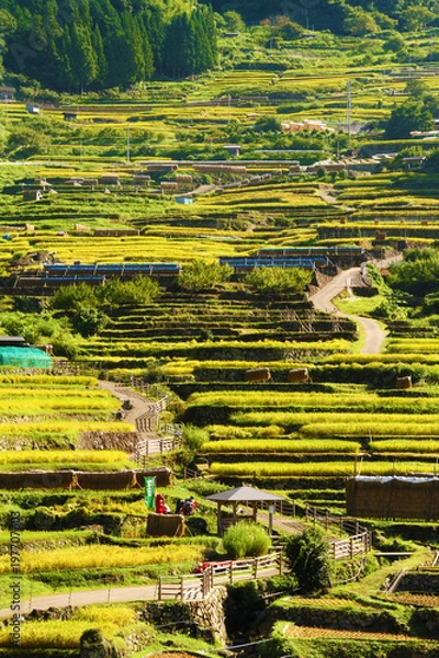 Obraz 四谷千枚田