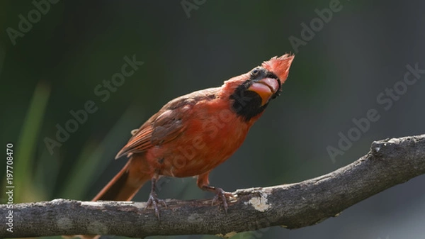 Fototapeta Cardinal Peering Into the Future