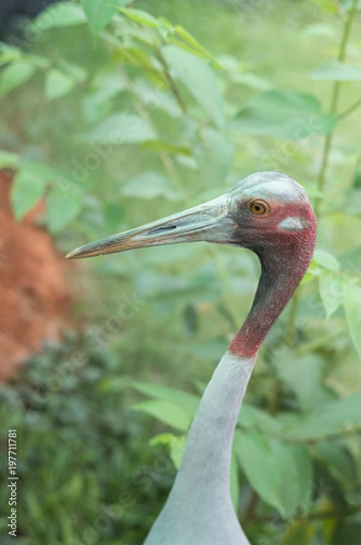 Obraz Sarus crane