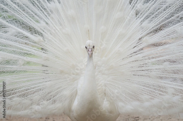 Obraz White Peafowl