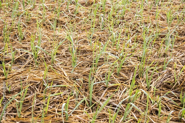 Fototapeta garlic field