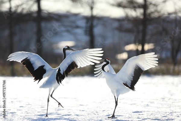 Obraz タンチョウ