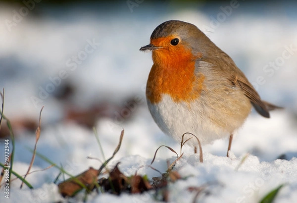 Obraz Cute robin on snow in winter