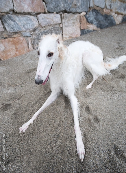 Obraz Beautiful white Borzoi portrait resting on the beach