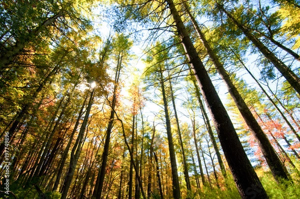 Obraz Fall in Asheville