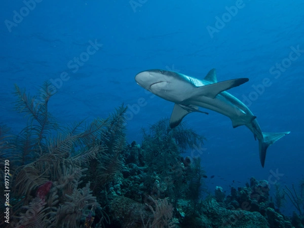 Fototapeta Black Tip Reef Shark