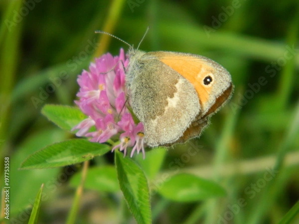 Fototapeta PAPILLON GOURMAND