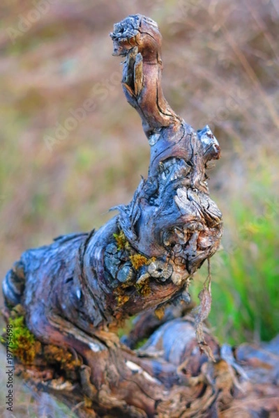 Fototapeta PIED DE VIGNE 