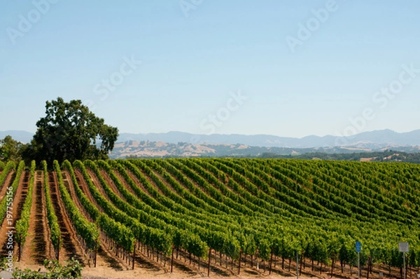 Obraz Napa Valley Vineyard